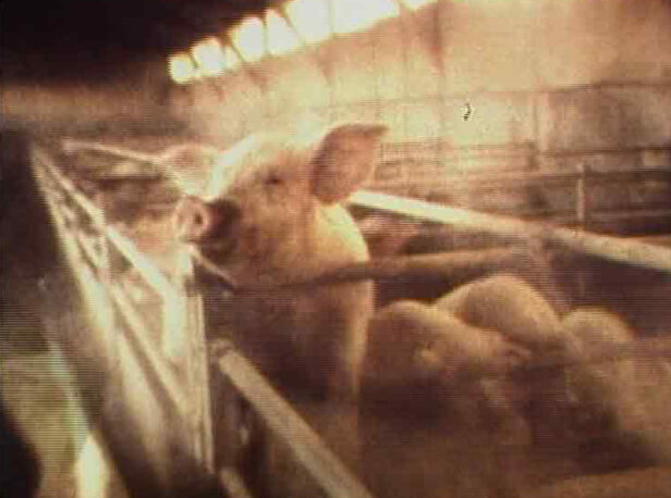 Cochon qui s’en dédit