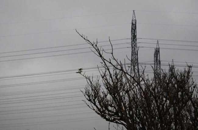 Hiver (les grands chats)