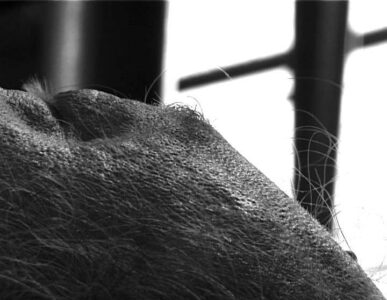 Las Sabanas de Norberto