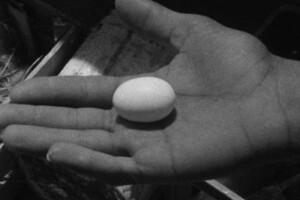 Les Oiseaux d’Arabie