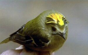 Petits oiseaux et grands savants