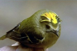 Petits oiseaux et grands savants