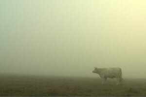 Bovines - la vraie vie des vaches