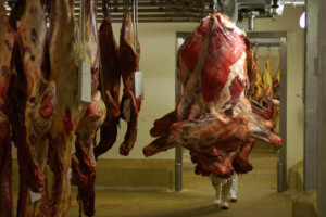 Le Cinquième quartier