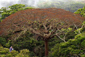 Il était une forêt