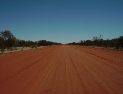 Sur les traces de la fourmi à miel