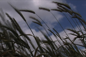 Quand le vent est au blé