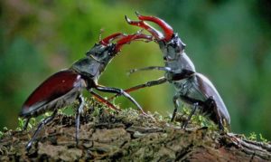 Microcosmos, le peuple de l'herbe