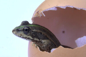 Le Poireau perpétuel