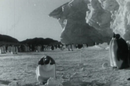 Aptenodytes Forsteri