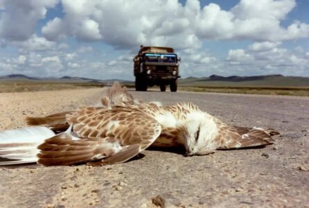 State of Dogs (L'état des chiens)