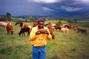 Le Roi, la Vache et le Bananier