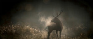 Le Chant des forets