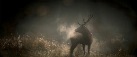 Le Chant des forets