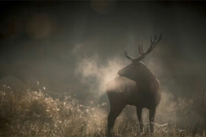 Le Chant des forets