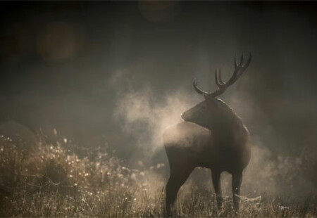 Le Chant des forets