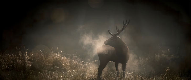 Le Chant des forets